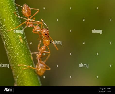 Ant Feeding High Resolution Stock Photography and Images - Alamy