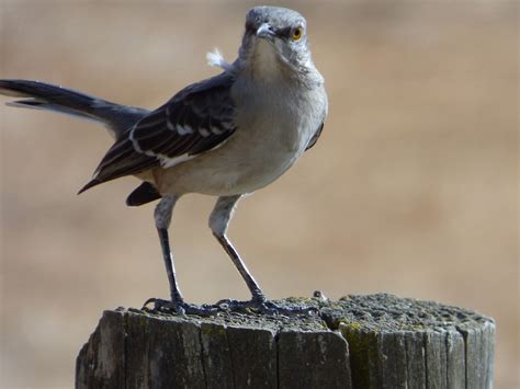 Geotripper's California Birds: One of the Obvious Ones: The Northern Mockingbird at the Merced ...