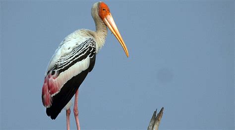 Regular spots around Hyderabad no longer greet migratory birds, but new sites emerge | Hyderabad ...