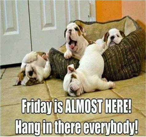 Hang in there it's almost Friday | Funny animals, Funny animal pictures, Funny dogs