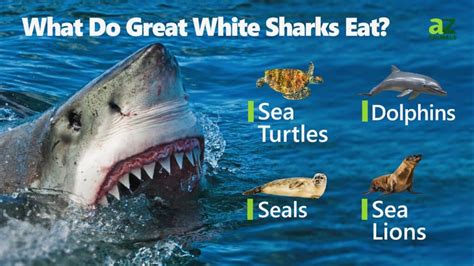 Great White Shark Population Is on the Decline: How Many Are Left? - A ...