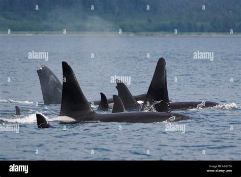 Orca (Orcinus orca) pod surfacing, Prince William Sound, Alaska Stock ...