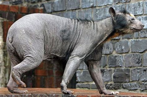 These 15 Animals Without Hair Are Barely Recognizable | Hairless animals, Animals, Spectacled bear