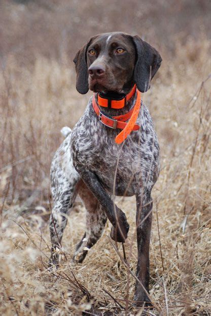 German Shorthaired Pointer Hunting Pictures