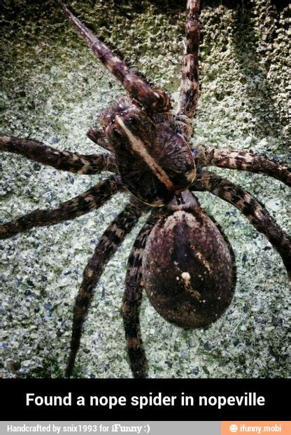 Found a nope spider in nopeville - Found a nope spider in nopeville - )