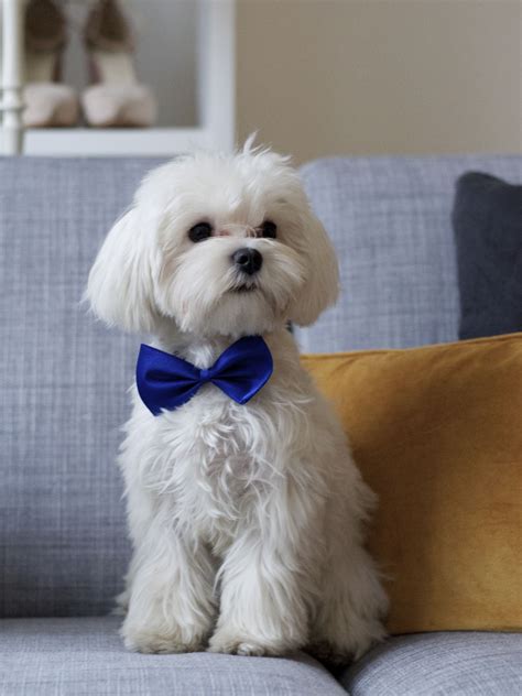 Looks like my buddy | Maltese haircut, Maltese dogs haircuts, Dog haircuts