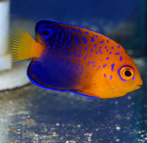 Top Ten(ish?) of the Most Expensive Tropical Fish | AquaNerd