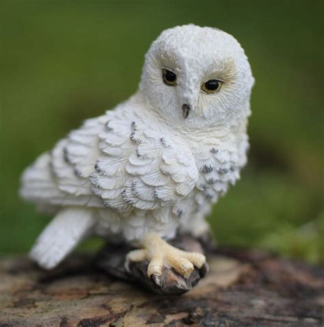 Miniature Snowy Owl | Snow owl, Owl, Barn owl