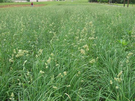 Orchardgrass Control