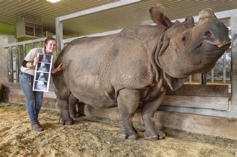 Rhinoceros are extinct? How zoos are helping in conservation