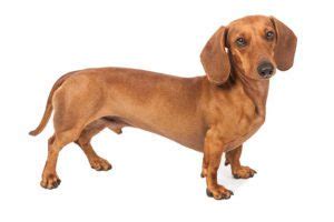 10 Cute Little Short Legged Dog Breeds