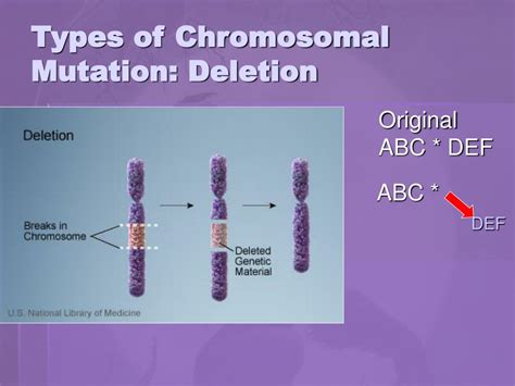 PPT - MUTATIONS PowerPoint Presentation, free download - ID:6358931