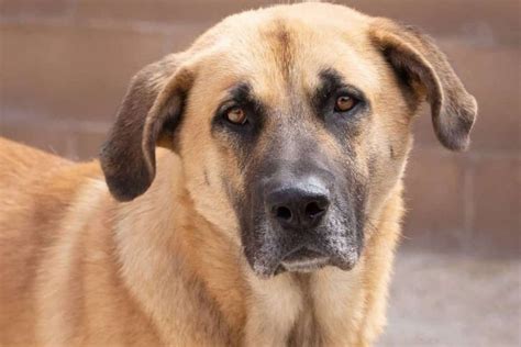 The German Shepherd Mastiff Mix: All On This Amazing Giant