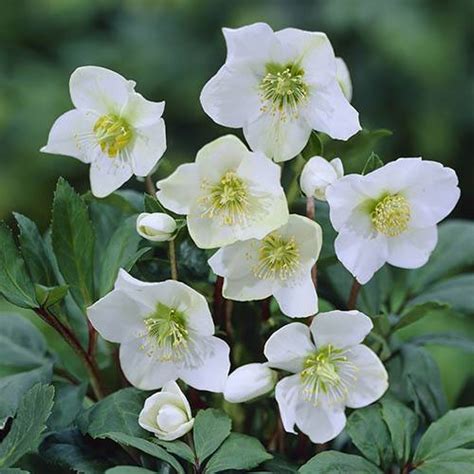 Helleborus niger - Christmas Rose | YouGarden