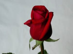 Free picture: red, roses, flowers