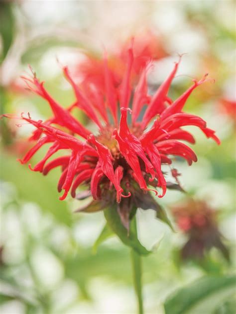 Monarda Seeds and Plants - Grow Bergamo, Perennial Flowers - Burpee