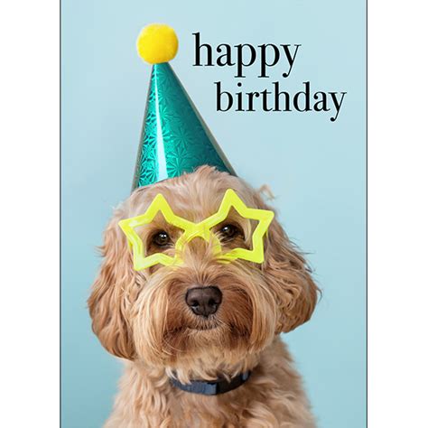 M109 - Happy Birthday You Party Animal! - Animal Greeting Card | Affirmations Publishing House