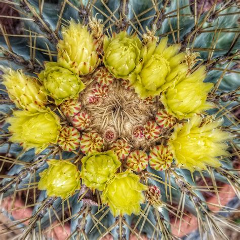 Ferocactus glaucescens 20 seeds | Etsy