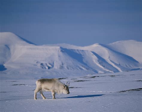 Svalbard in winter landscape - Arctic Images