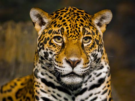 Fonds d'ecran Fauve Jaguars Museau Animaux télécharger photo