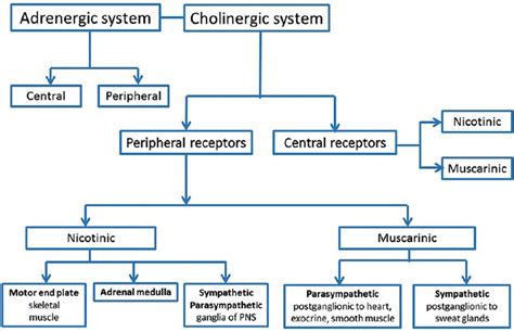 Muscarinic and Nicotinic Receptors