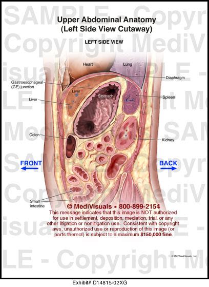 Upper Abdominal Anatomy - Medical Illustration