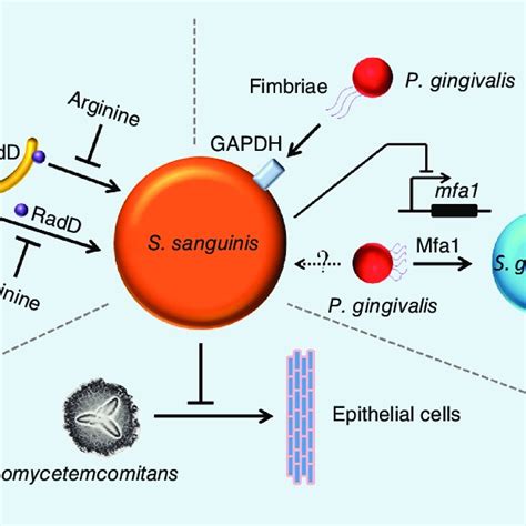 (PDF) Streptococcus sanguinis biofilm formation & interaction with oral ...