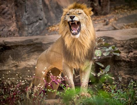 Male lions roaring, standing on the natural environment of the zoo ...