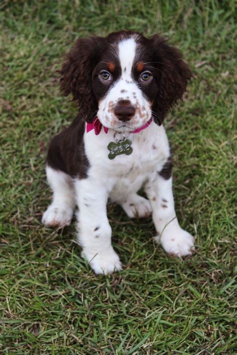 Tricolor Springer spaniel puppy #badpuppy | Springer spaniel puppies ...