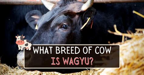 What Breed Of Cow Is Wagyu? 4 Main Breeds Explained