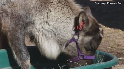 Phoenix Zoo reveals winning name of baby reindeer | 12news.com