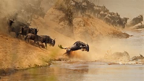 Mara River Crossing – Bing Wallpaper Download