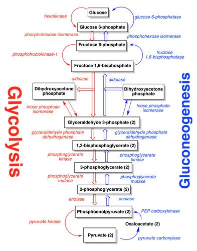 Gluconeogenesis Flashcards | Quizlet