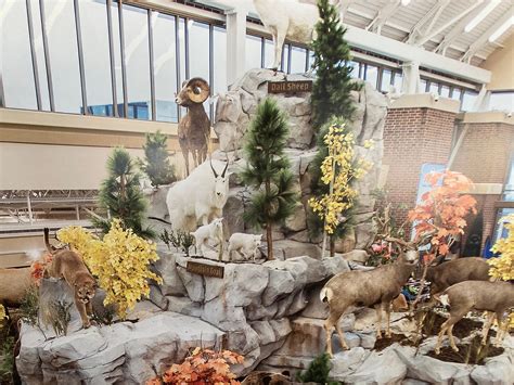 Here's when Scheels will open its new Chandler, Arizona store