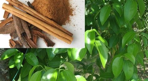Cinnamon Farming Information Detailed Guide | Agri Farming