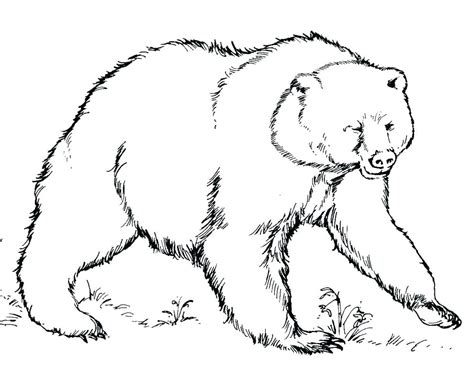 Grizzly Bear Coloring Pages at GetColorings.com | Free printable ...