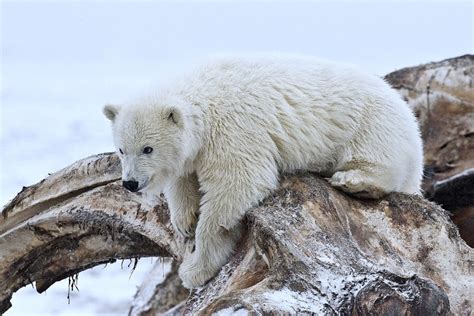 What Color is a Polar Bear's Fur? | hubpages