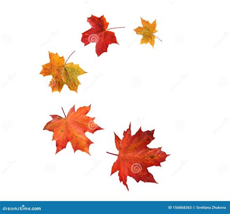 Spiral Flying Heap of Canada Maple Tree Red Autumn Leaves Stock Image - Image of size, season ...