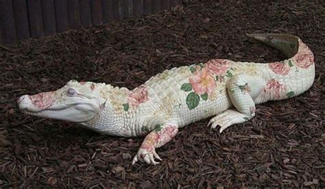 Pin by crocodile judith on crocodilian | Rare albino animals, Albino ...