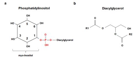 IJMS | Free Full-Text | Inositol Polyphosphate-Based Compounds as Inhibitors of Phosphoinositide ...