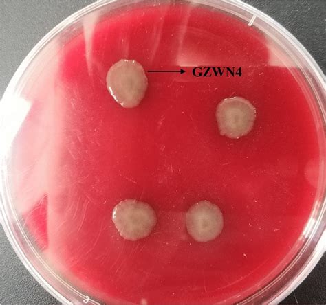 Hemolysis activity of strain GZWN4 | Download Scientific Diagram