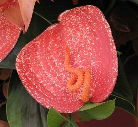 火鶴花 Anthurium scherzerianum v rothschildianum [香港花展 Hong K… | Flickr