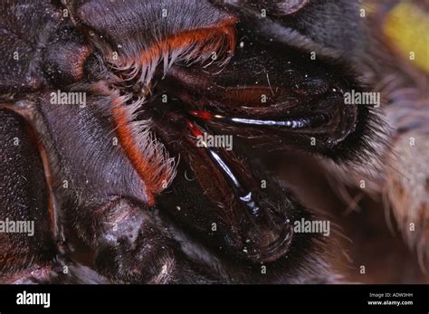 Venom glands hi-res stock photography and images - Alamy