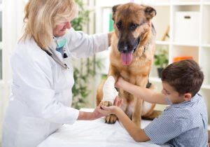 How To Find The Best Emergency Vet Near Me | Care For Your Pet Now!