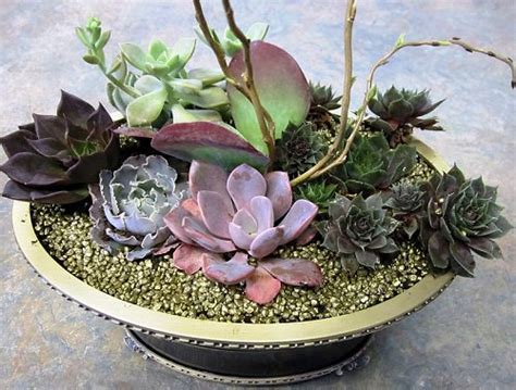 How to Make a Succulent Dish Garden | Step by Step Tutorial | Balcony ...