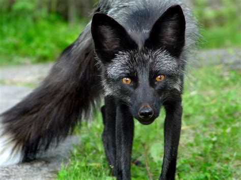 Silver fox - melanistic red fox | Melanistic animals, Fox species ...