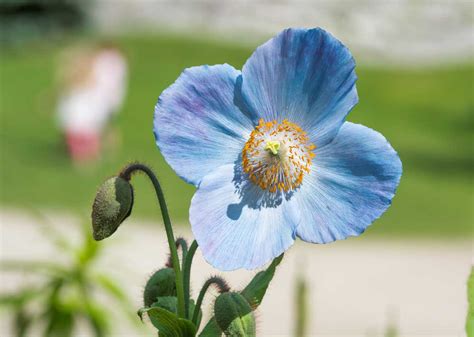 7 Plants with True Blue Flowers - The English Garden