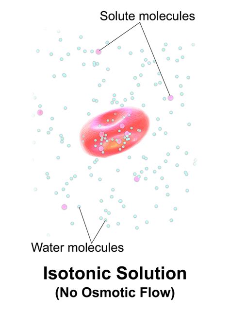 Difference Between Isotonic and Isosmotic | Compare the Difference Between Similar Terms