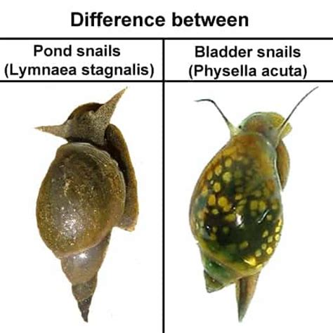 Bladder Snail – Detailed Guide: Care, Diet, and Breeding - Shrimp and Snail Breeder