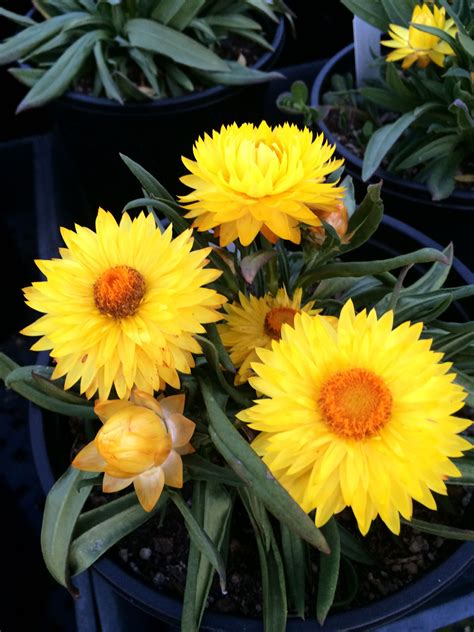 Bracteantha "Totally Yellow" This Australian Native is a shrubby Perennial that loves full sun ...